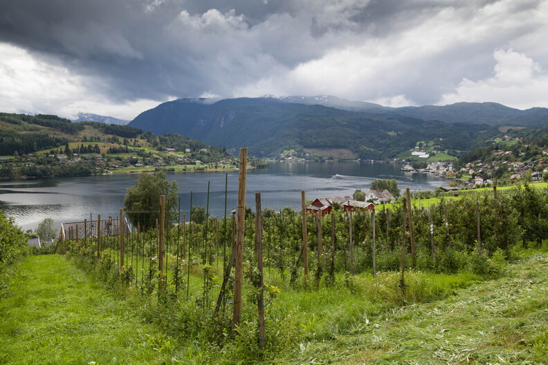 Apfelplantagen in Ulvik
