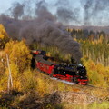 99 236 Hasselkopf
